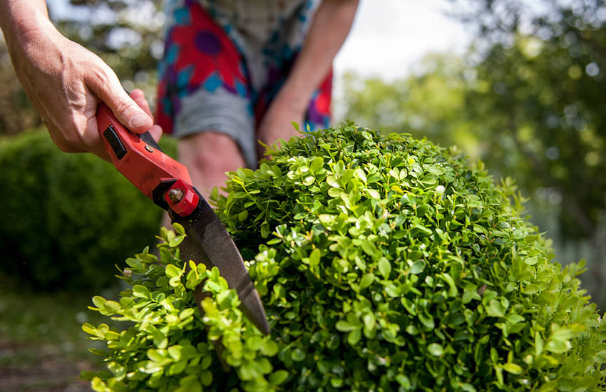 EC-Landscaping-Pruning