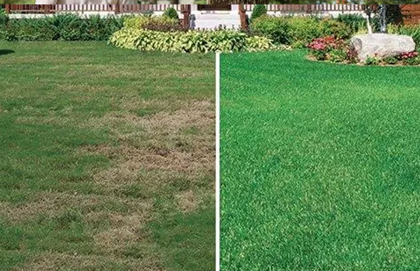 Lawn Seeding Services Eagan Minnesota