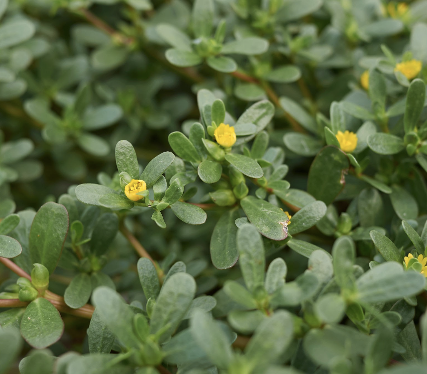 Purslane

