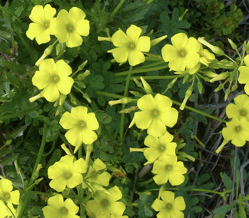 Oxalis